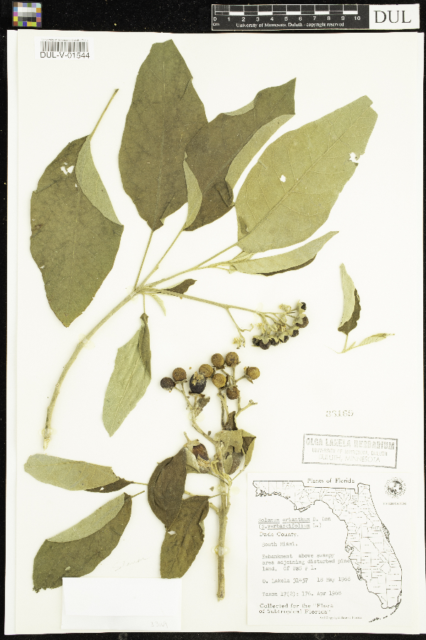 Solanum erianthum image