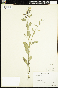 Solanum xanti image