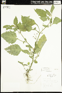 Solanum nigrum image