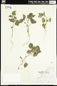 Solanum nigrum image