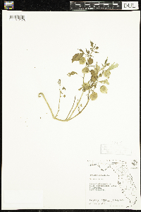 Image of Physalis angulata