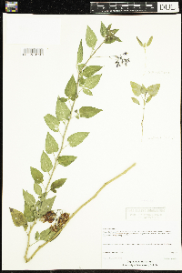 Solanum dulcamara image