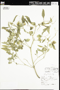 Physalis virginiana image