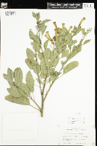 Nicotiana glauca image