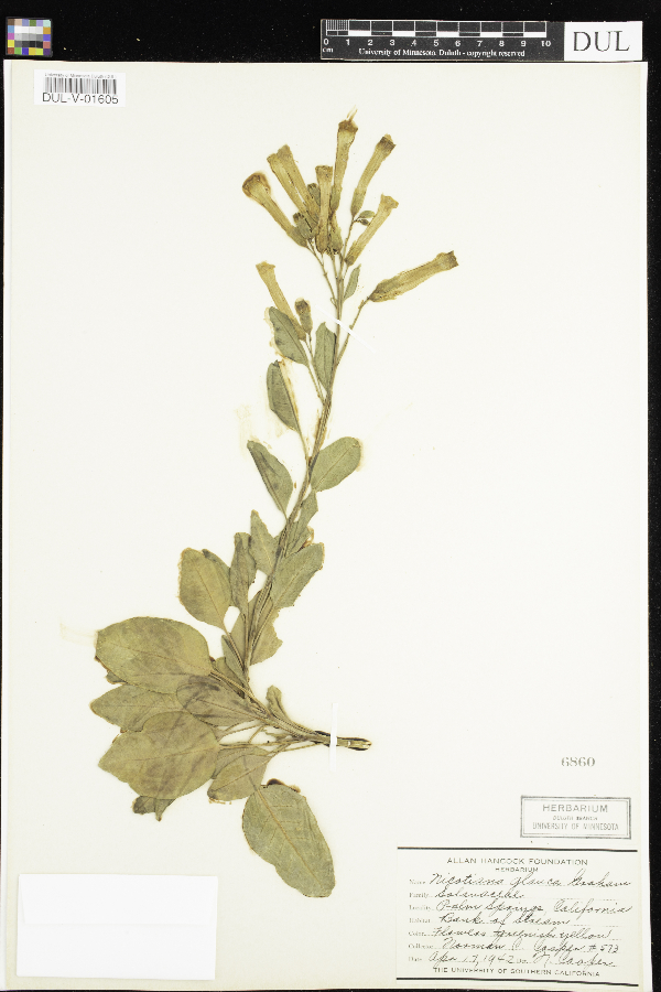 Nicotiana glauca image