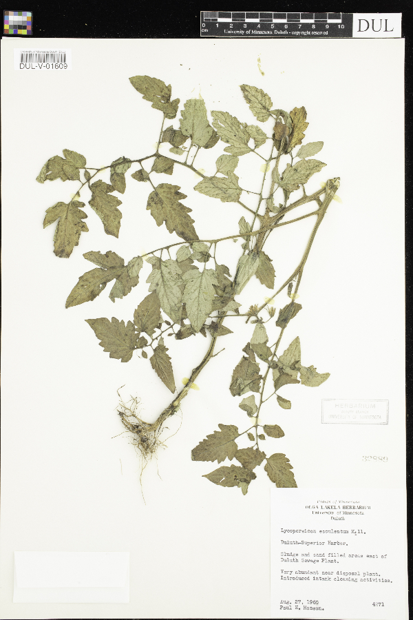 Solanum lycopersicum var. lycopersicum image