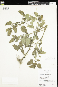 thumbnail image of current specimen