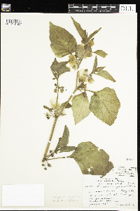 Leucophysalis grandiflora image
