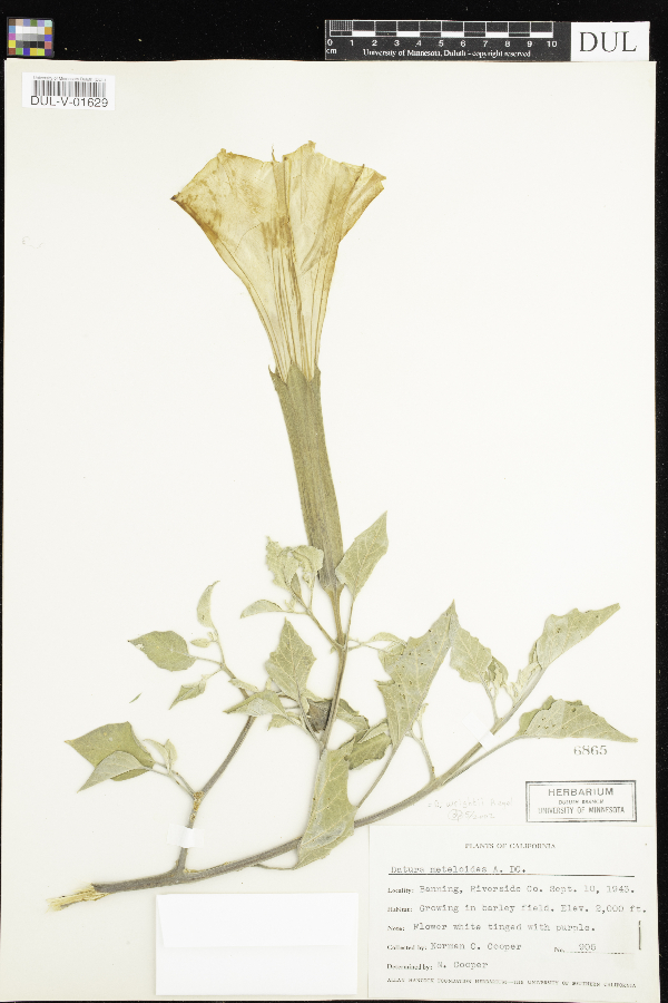 Datura innoxia image