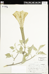 Image of Datura innoxia