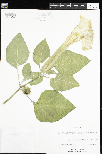 Datura wrightii image