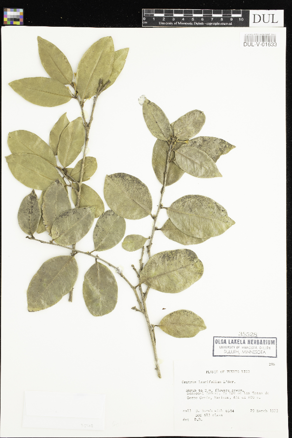 Cestrum laurifolium image