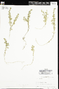 Image of Calibrachoa parviflora