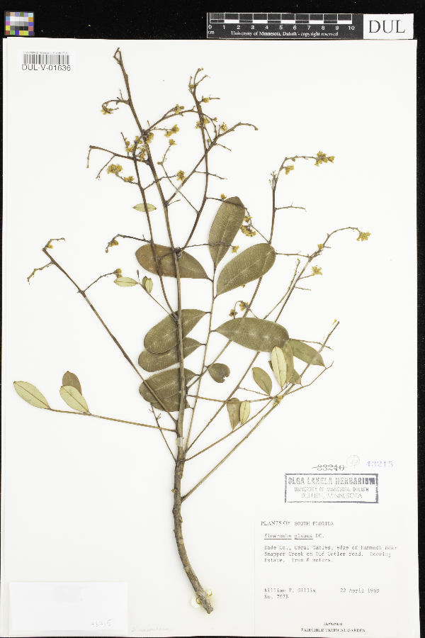 Simaroubaceae image