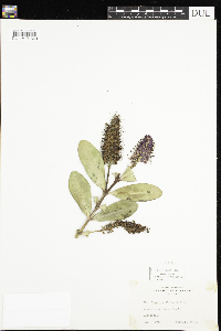 thumbnail image of current specimen