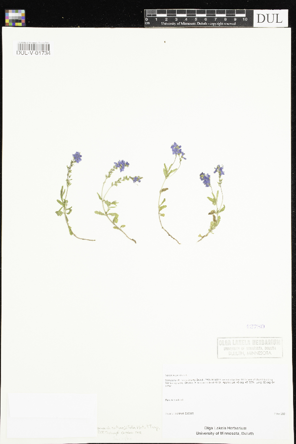 Veronica saturejifolia image