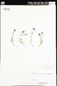 Veronica saturejifolia image