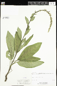 Image of Verbascum chaixii