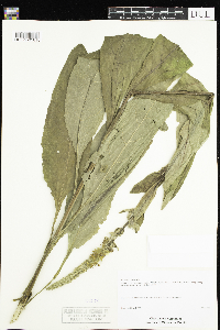 Verbascum chaixii image