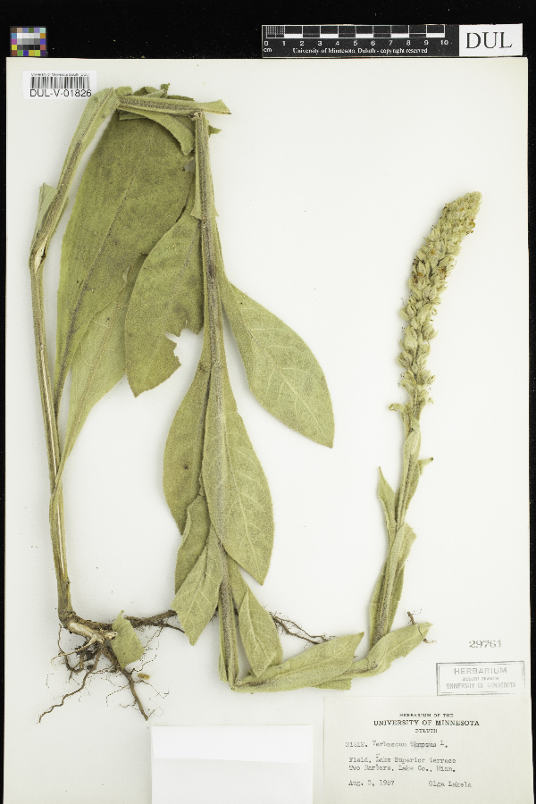 Verbascum image