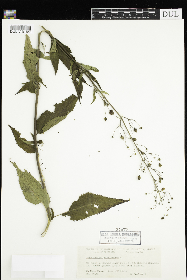 Scrophularia image