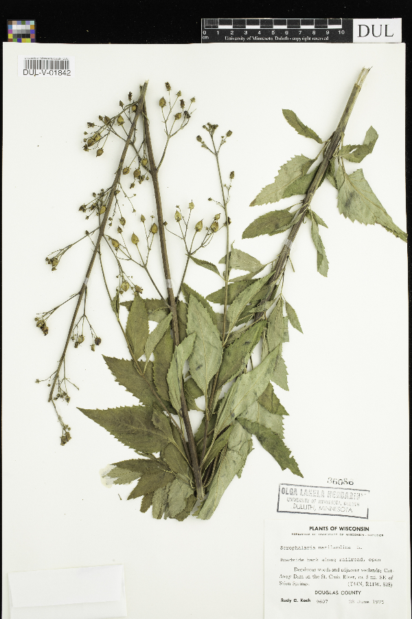 Scrophularia marilandica image