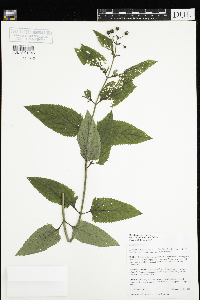 Scrophularia nodosa image