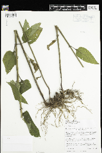 Scrophularia nodosa image