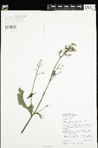 Scrophularia nodosa image