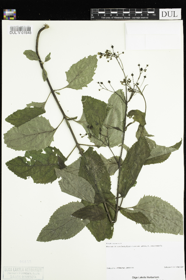 Scrophularia nodosa image