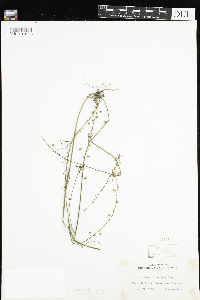 Image of Nuttallanthus floridanus
