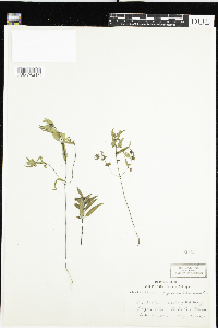 Melampyrum lineare image