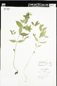 Melampyrum lineare image