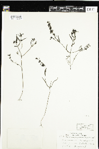 Image of Melampyrum sylvaticum