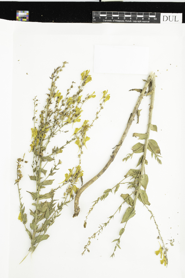 Linaria dalmatica image