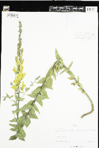 Linaria dalmatica image