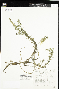 Image of Limnophila sessiliflora