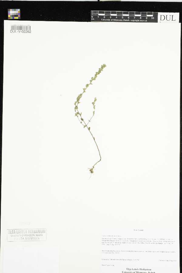 Euphrasia officinalis image