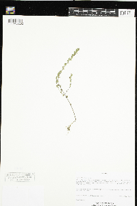 Euphrasia officinalis image