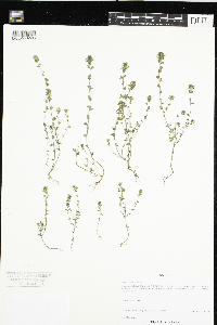Euphrasia officinalis image