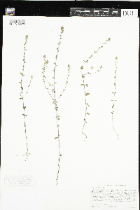 Euphrasia officinalis image