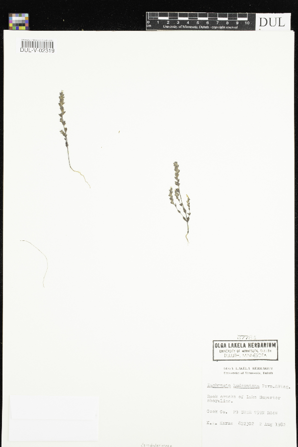 Euphrasia hudsoniana image