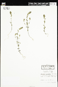 Euphrasia hudsoniana image