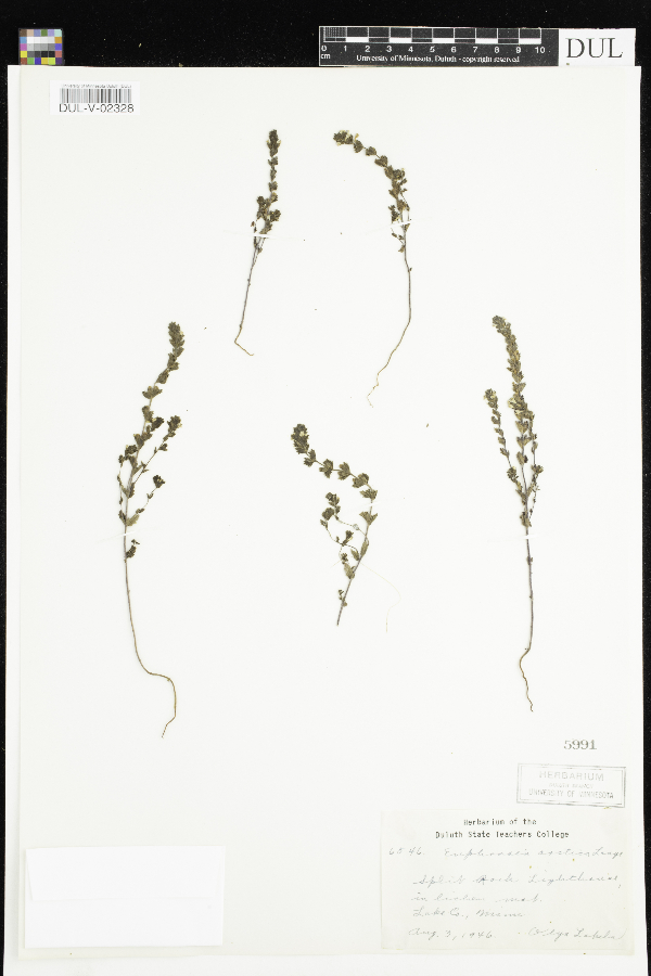 Euphrasia vernalis image