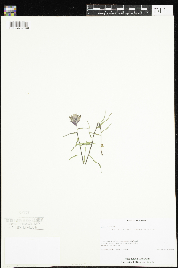 Castilleja elegans image