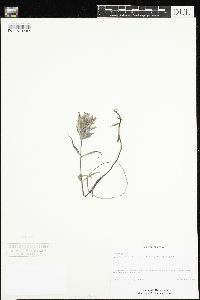 Castilleja elegans image