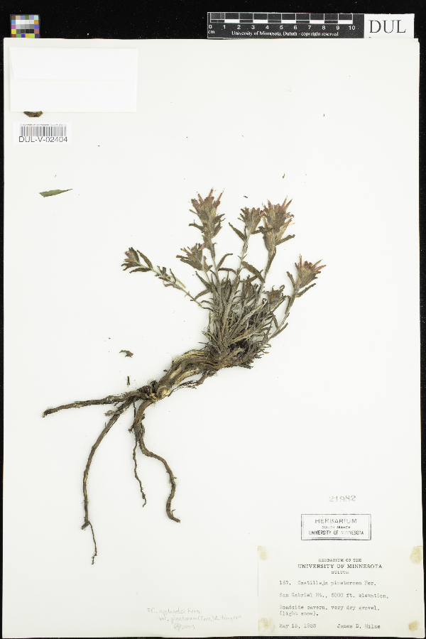 Castilleja applegatei var. pinetorum image