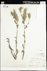 Image of Castilleja collina