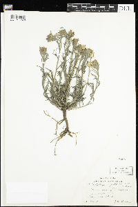 Image of Castilleja angustifolia