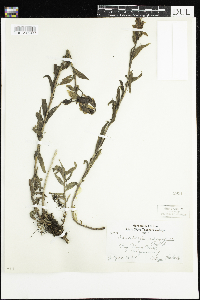 Castilleja rhexiifolia image